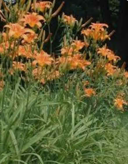 Photo of free Orange Day Lilies (SN15 Little Somerford) #1