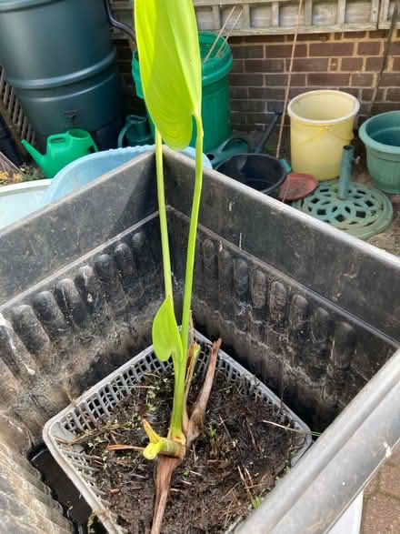 Photo of free Pond Plant (Bernards Heath AL3) #2