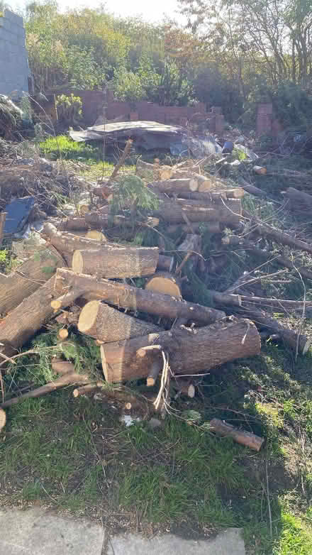 Photo of free tree logs (Clayton bradford) #2