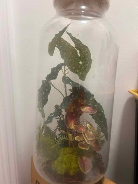 Photo of free 20x9cm Fake Plant Terrarium (SE1 Kent Road) #2