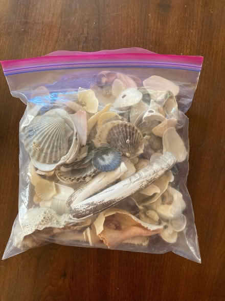 Photo of free Gallon bag of shells (Petworth/ Park View) #1