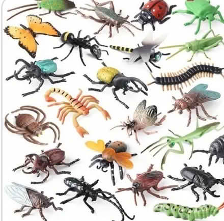 Photo of Insect props for costume making (East Nob Hill) #1