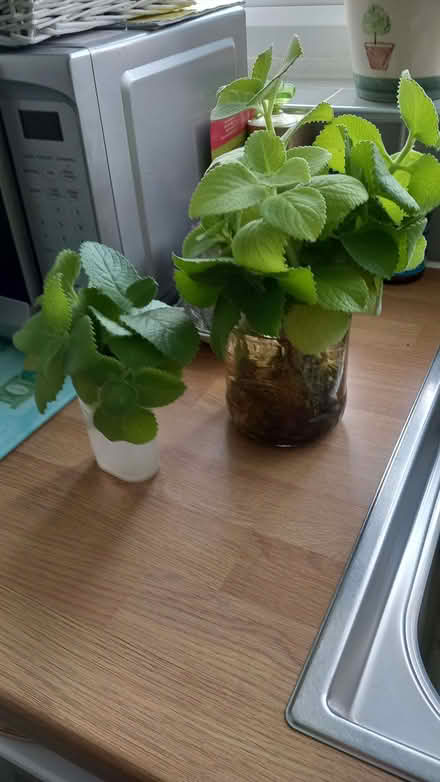 Photo of free Cuttings of Portuguese Thyme plant (Forest Gate E7) #1