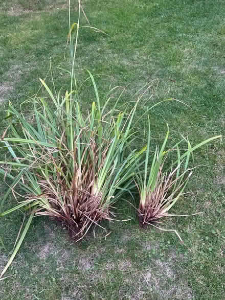 Photo of free Ornamental grass (Gaurlford WR14) #1