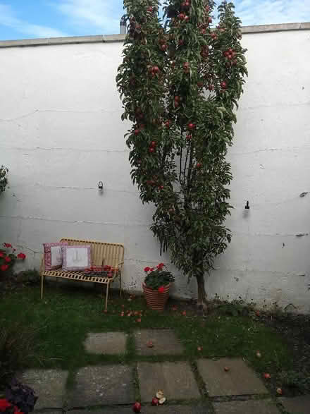 Photo of free Apples (Joppa EH15) #1