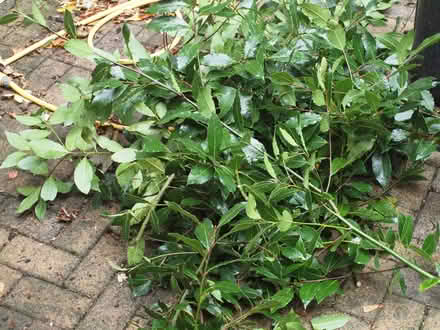 Photo of free Bay leaves (Oakwood LS8) #1