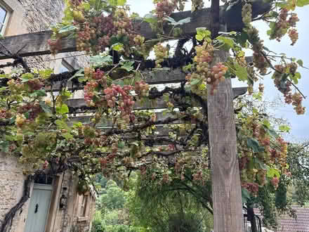 Photo of free Grapes to pick (Limpley stoke BA2) #1