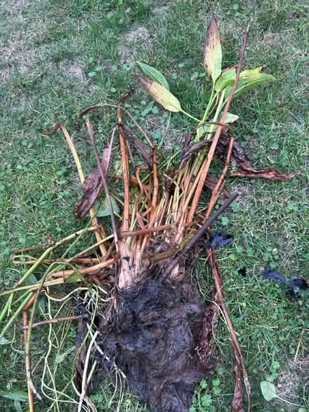 Photo of free Varies pond plants (Gaurlford WR14) #3