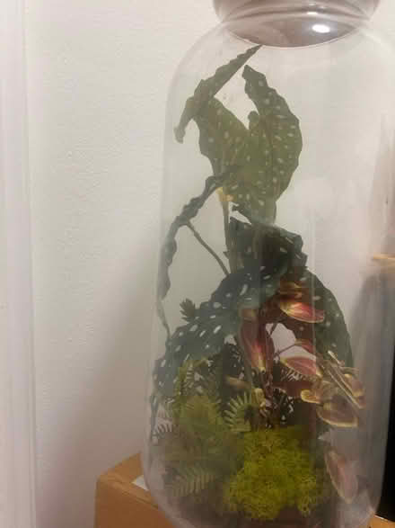 Photo of free 20x9cm Fake Plant Terrarium (SE1 Kent Road) #3