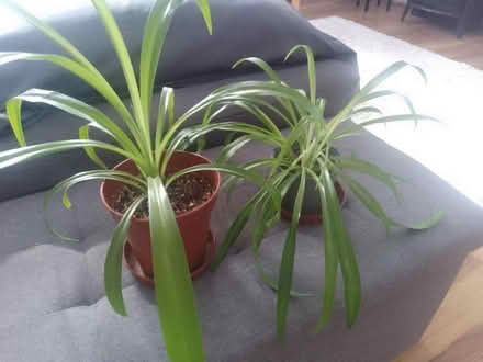 Photo of free spider plants (GU1) #1