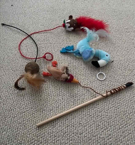 Photo of free Cat toys (Ware SG12) #1