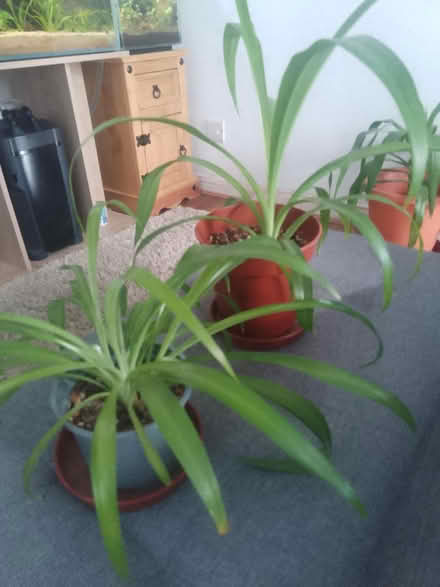 Photo of free spider plants (GU1) #2