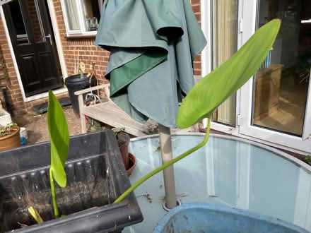 Photo of free Pond Plant (Bernards Heath AL3) #1