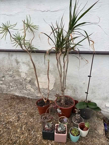 Photo of free Indoor Plants (Bletchingley RH1) #1