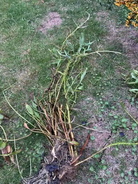 Photo of free Varies pond plants (Gaurlford WR14) #1