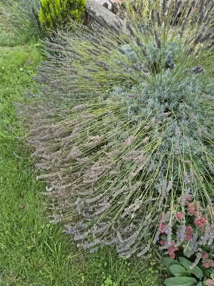 Photo of free Lavender (Wootton, Bedford MK43) #2