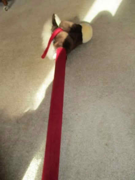 Photo of free Another hobbyhorse. (Innsworth GL3) #2