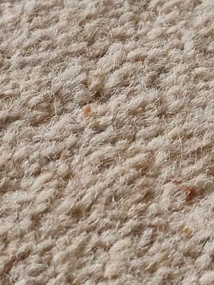Photo of free Carpet (Great Sutton CH66) #3