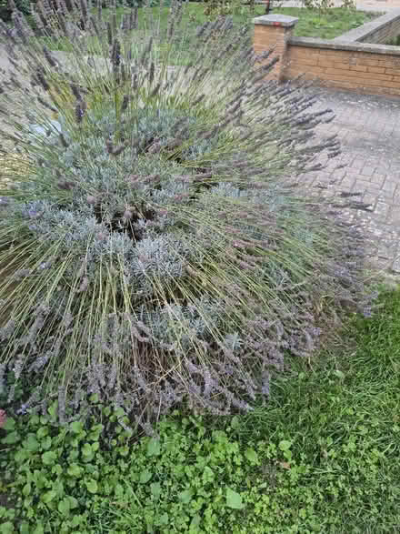 Photo of free Lavender (Wootton, Bedford MK43) #3