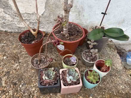 Photo of free Indoor Plants (Bletchingley RH1) #2