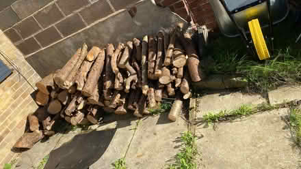 Photo of free tree logs (Clayton bradford) #3