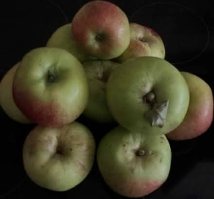 Photo of free Bramley cooking apples (Hyde Park LS6) #1