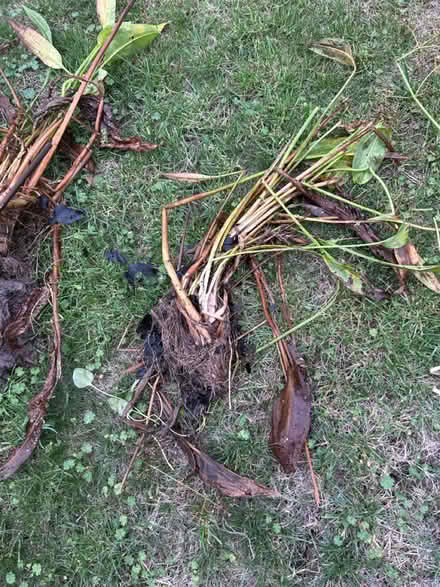 Photo of free Varies pond plants (Gaurlford WR14) #2