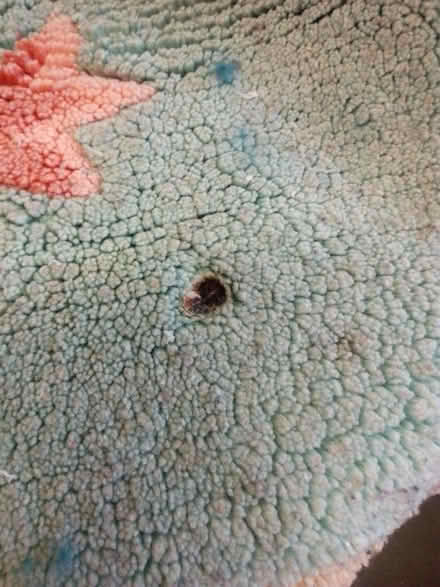 Photo of free Rug with flaws useable (Ashhill walk Bd47jf) #2