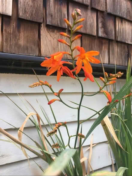 Photo of free Flower bulbs, Crocosmia (Oakland) #1