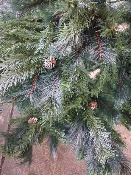 Photo of free 6 to 7 foot chrismas tree (Bd133as) #2