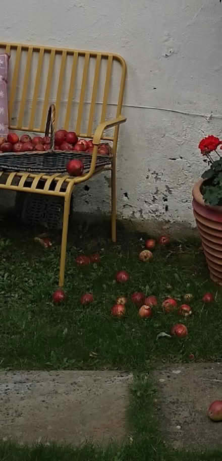 Photo of free Apples (Joppa EH15) #2