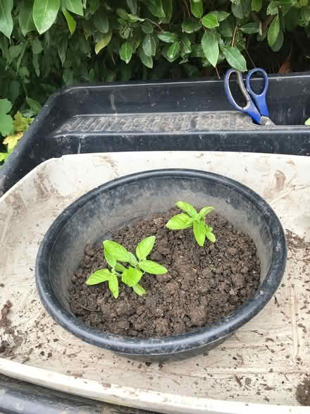 Photo of Soil. Do you have surplus soil (Wendover) #1