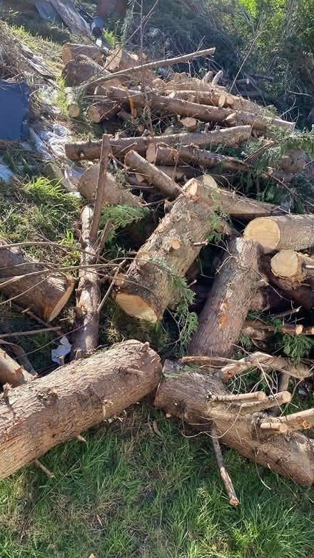 Photo of free tree logs (Clayton bradford) #4