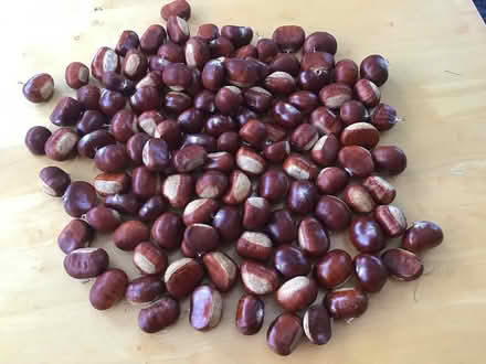 Photo of free Sweet Chestnuts (Boreham BA12) #1