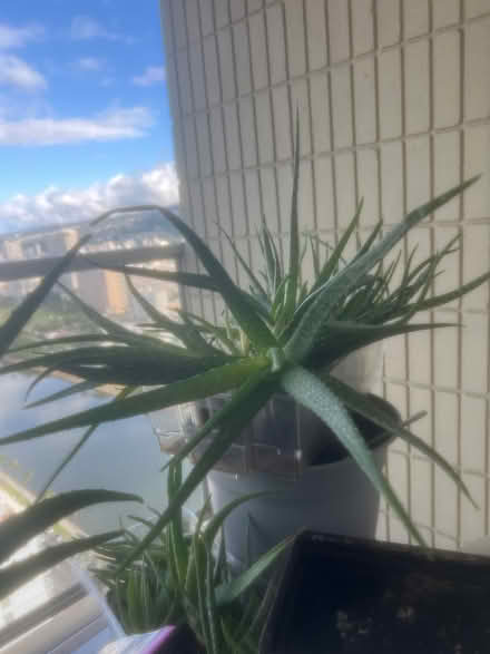 Photo of free aloe vera plants and mystery plant (Waikiki) #2