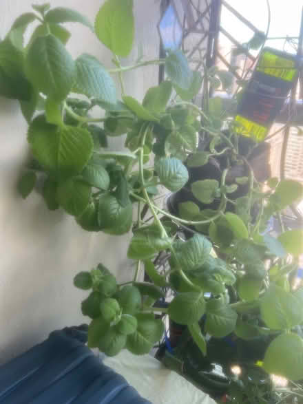 Photo of free aloe vera plants and mystery plant (Waikiki) #3