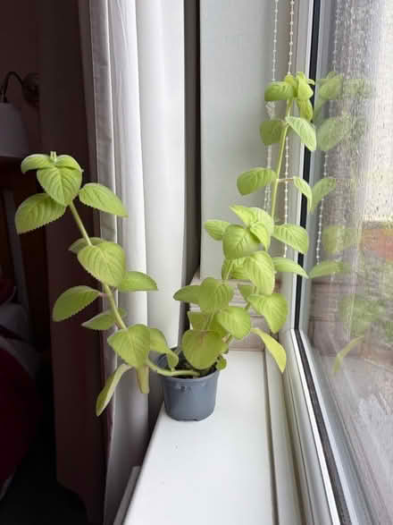 Photo of free Cuban oregano plant (Bilton CV22) #1