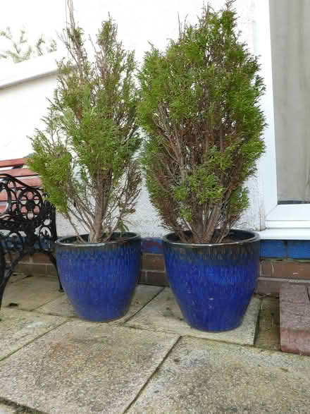 Photo of free "Dwarf conifers" (Pensby CH61) #1