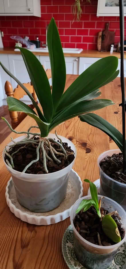 Photo of free 3 healthy orchid plants (Wetherby LS22) #3