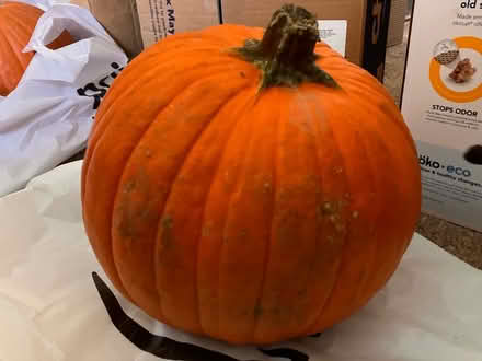 Photo of free Big Pumpkin, Fresh Squirrel Damage (West San Jose) #1