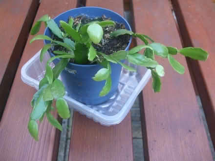 Photo of free Pink flowering Christmas cactus (Stretford M32) #1