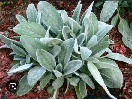 Photo of free Lambs Ear (Odenton) #1