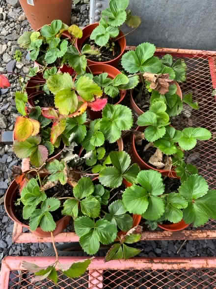 Photo of free Mefys. Strawberries (Penisarwaun LL55) #1