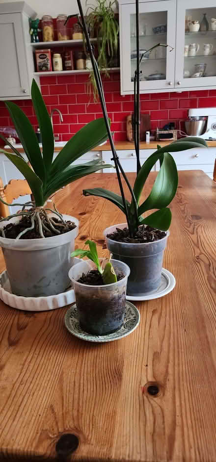 Photo of free 3 healthy orchid plants (Wetherby LS22) #1