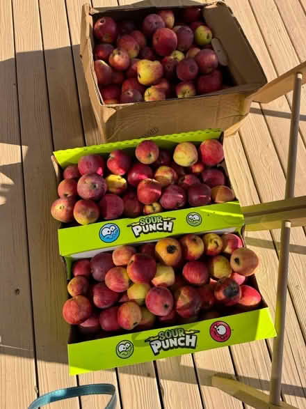 Photo of free Apples— No chemicals (McCollum Park area) #2