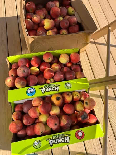 Photo of free Apples— No chemicals (McCollum Park area) #1