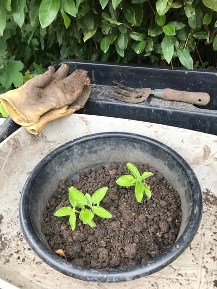 Photo of I’m requesting any surplus Soil (Wendover) #1