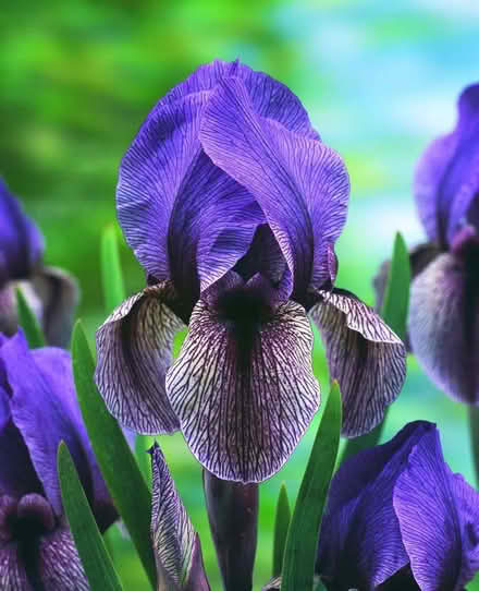 Photo of free bearded iris rhizomes tubers ~ gu16 frimley (Farnborough GU14) #1
