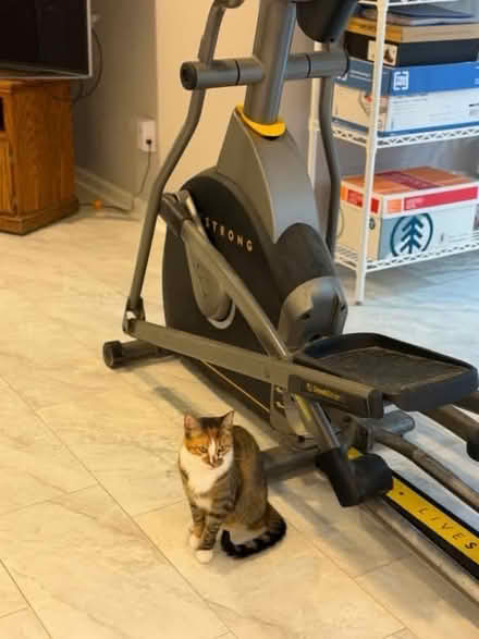 Photo of free Livestrong Elliptical Machine (Randolph) #4