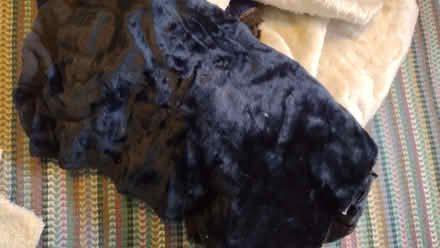 Photo of free Fur fabric (West Marina TN38) #3